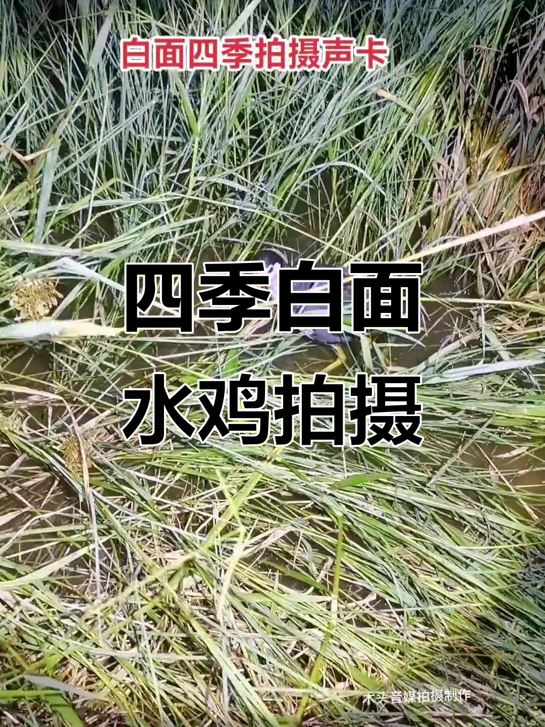 白面水鸡高清实拍,四季通用声卡捕捉无杂音