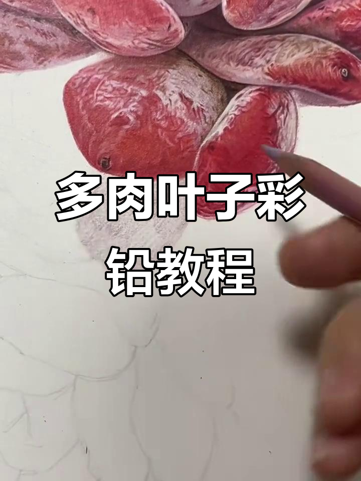 彩铅多肉叶子绘制技巧，轻松掌握细节