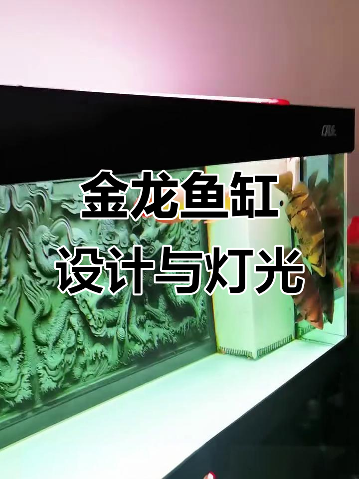 1.5米金龙鱼缸,彩蝶灯与干湿分离设计完美结合
