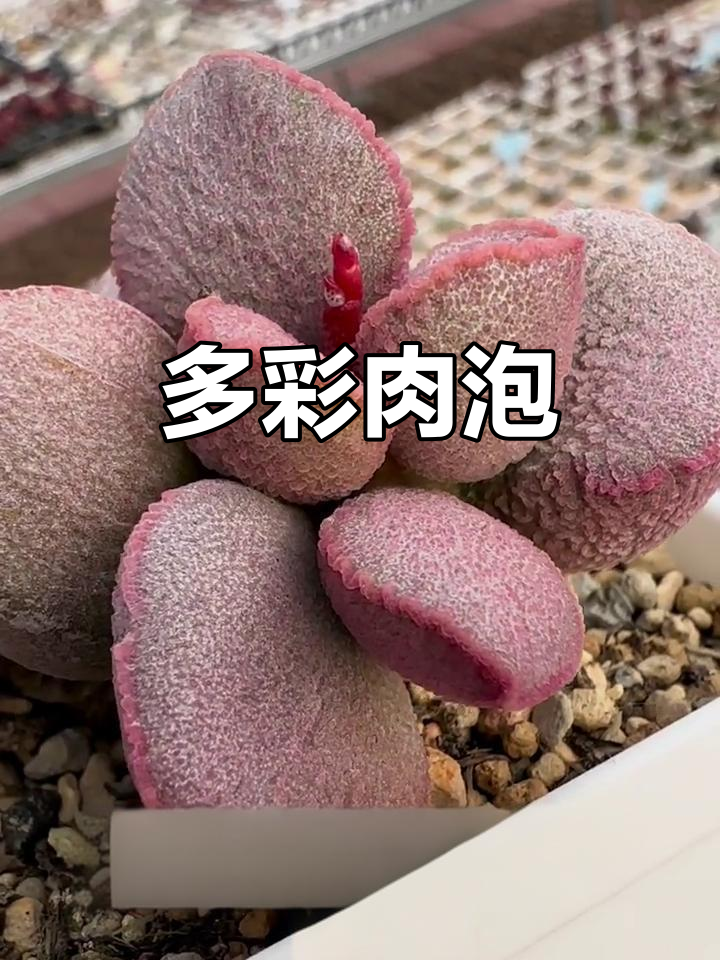 每天四颗肉泡泡，色彩斑斓，状态各异