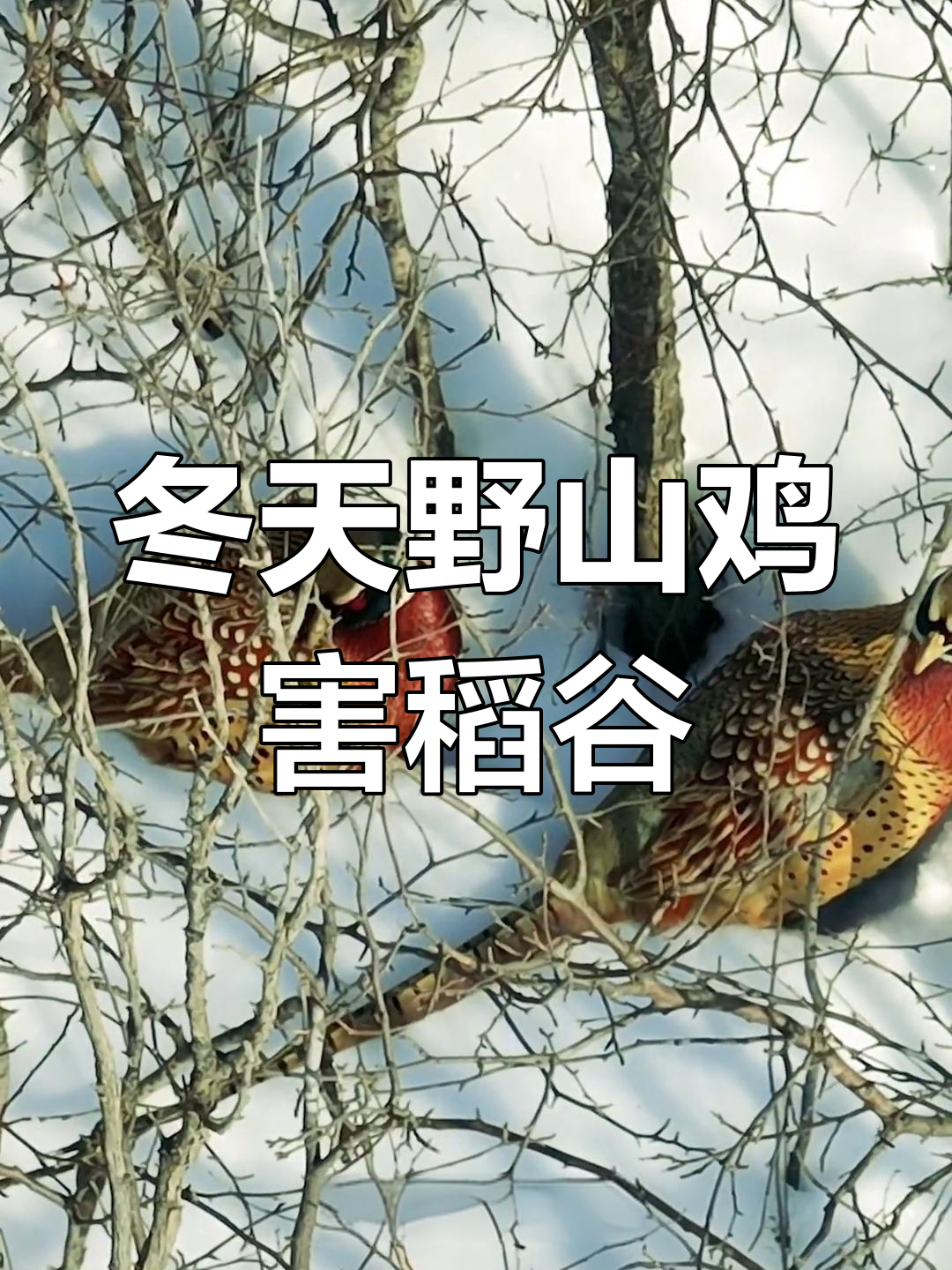 冬季野山鸡成群结队,危害庄稼不容忽视