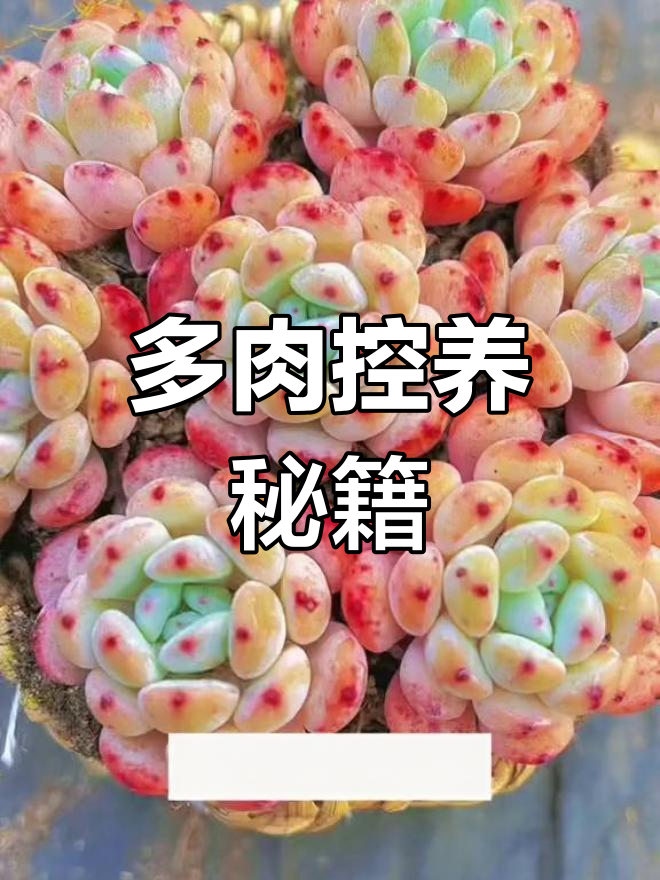 雪爪多肉控养技巧,打造健康腰子蛋和熊童子
