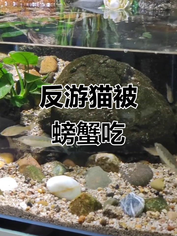 反游猫竟成螃蟹美味,生态鱼缸惊现“捕食”场面