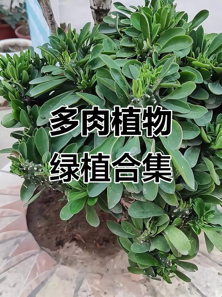 麒麟掌、霸王鞭与扇贝玉,多肉植物绿植大集合!