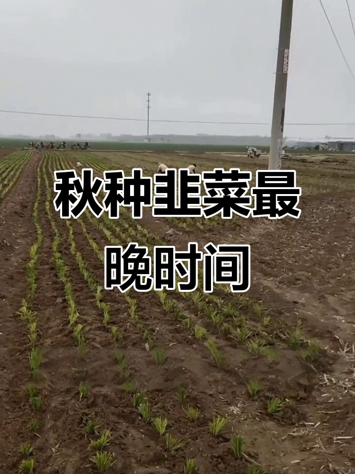 韭菜根移栽最佳时机,寒露后抓紧种植更早收成