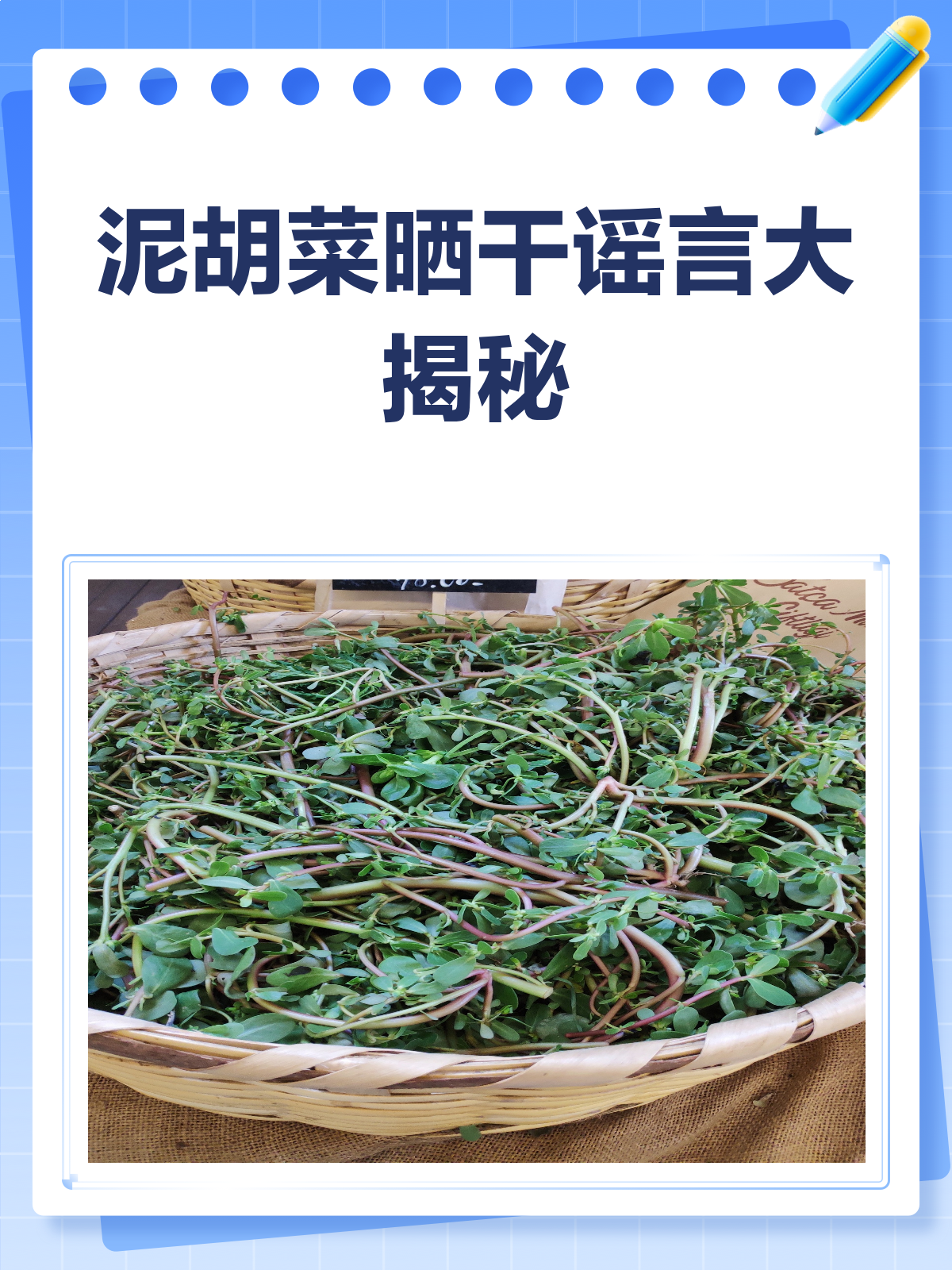 泥胡菜晒干后,这些谣言别再信了!
