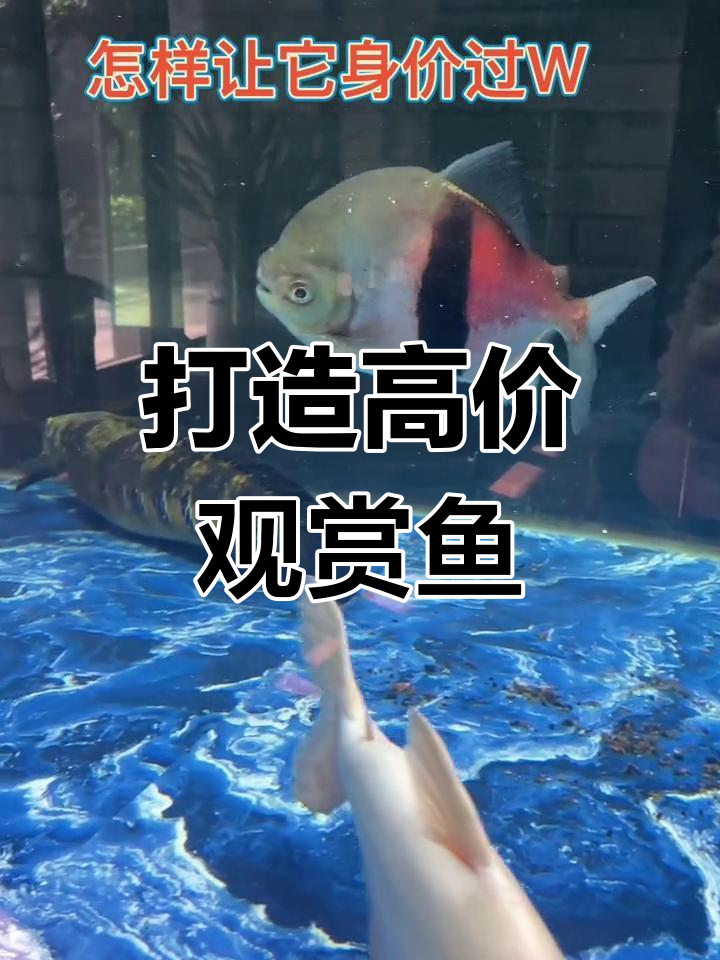 如何将普通鱼养至过万身价