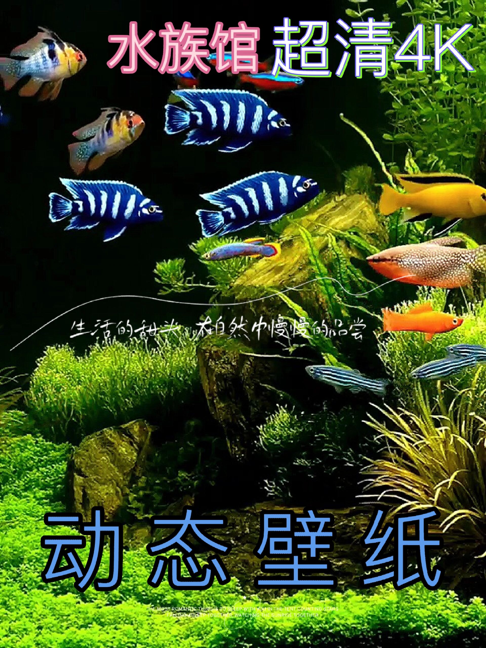 动态壁纸:4K水族馆游动的鱼儿♀