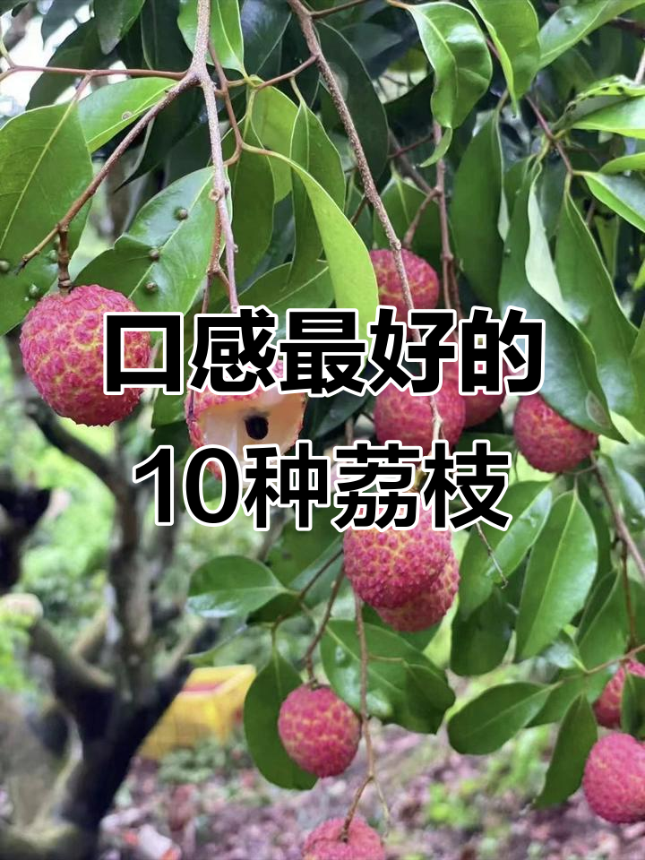 十大最美味荔枝品种大揭秘,仙进奉、桂味等上榜
