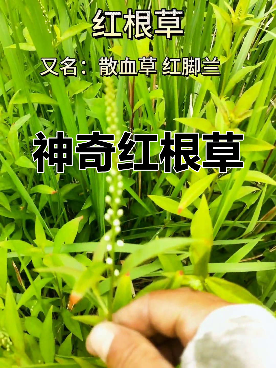红根草:家中的宝贝,植物界的奇迹