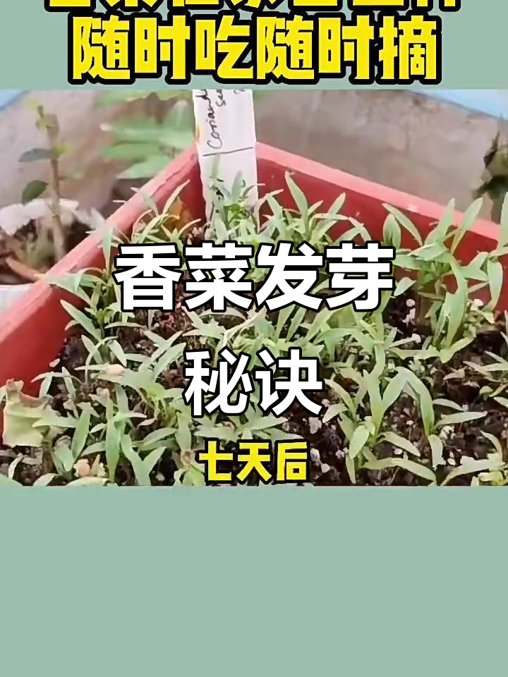 香菜出芽的关键:破壳比泡水更重要