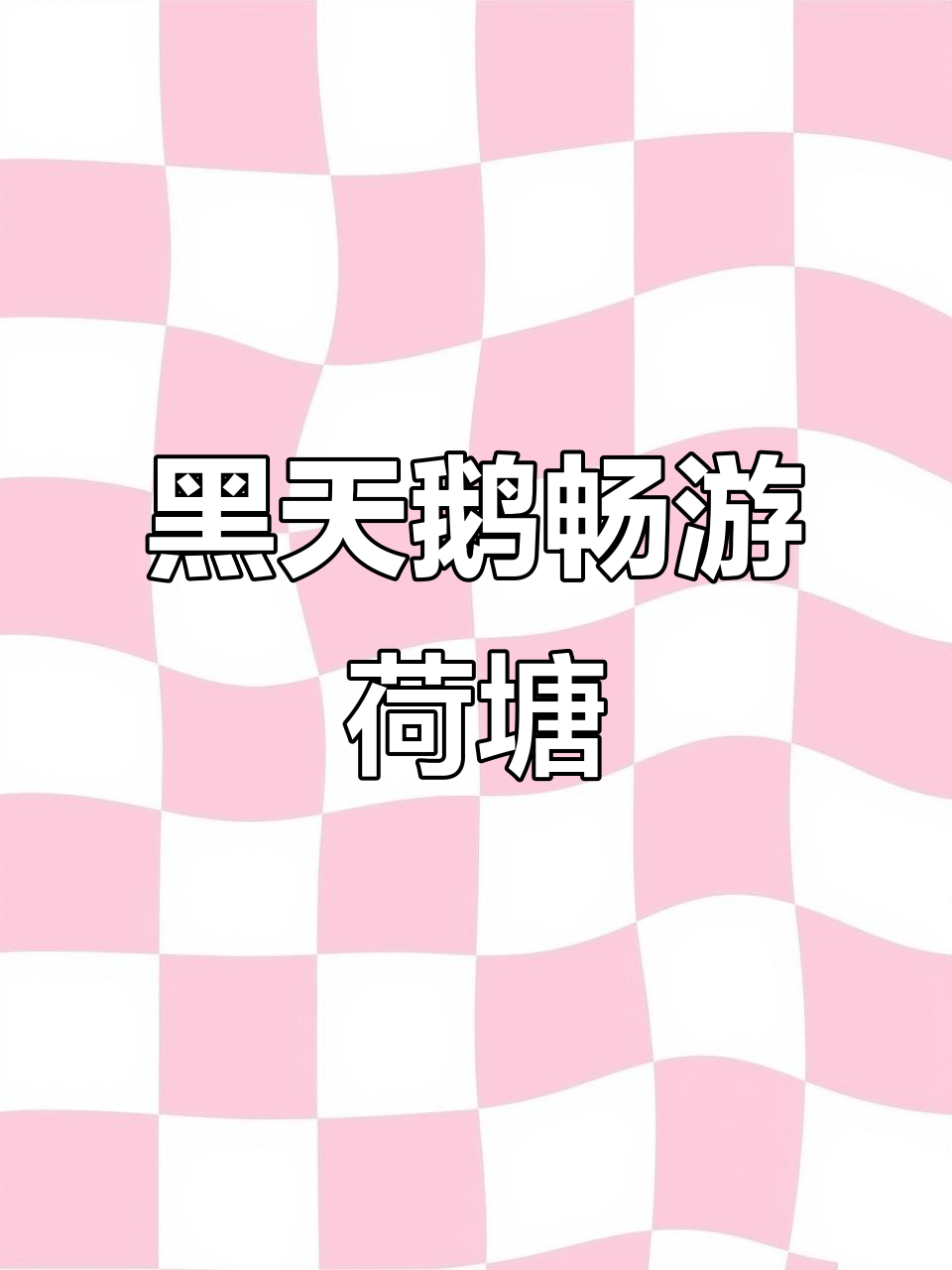 汉阴双乳荷塘美景,黑天鹅悠闲戏水