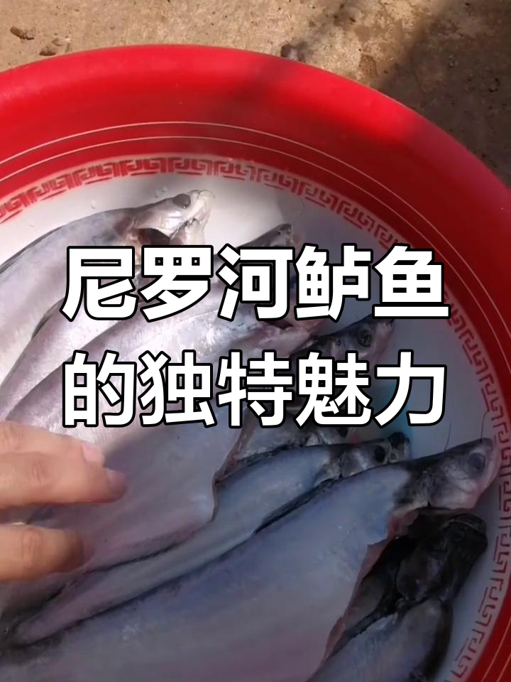 尼罗河鲈鱼:无刺鲜美,吃小贝壳长大的美味