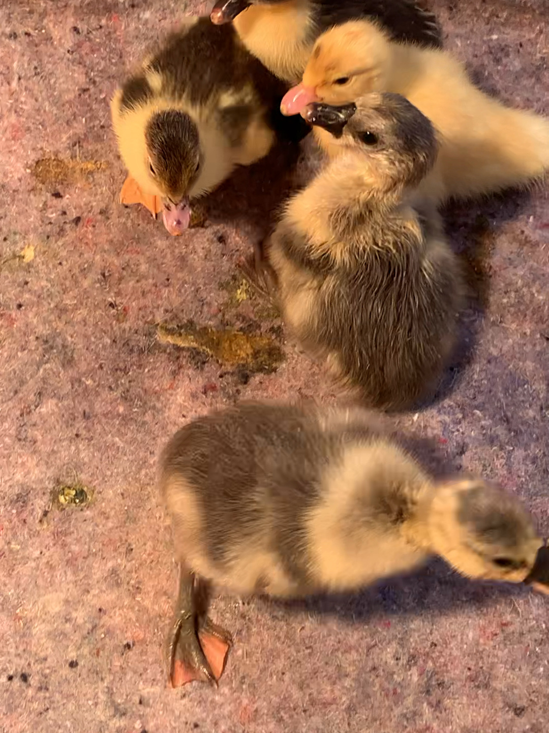 番鸭孵化的第三十五天很多都还没起嘴