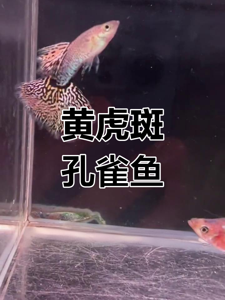 稀有黄虎斑孔雀鱼,纹路清晰美丽