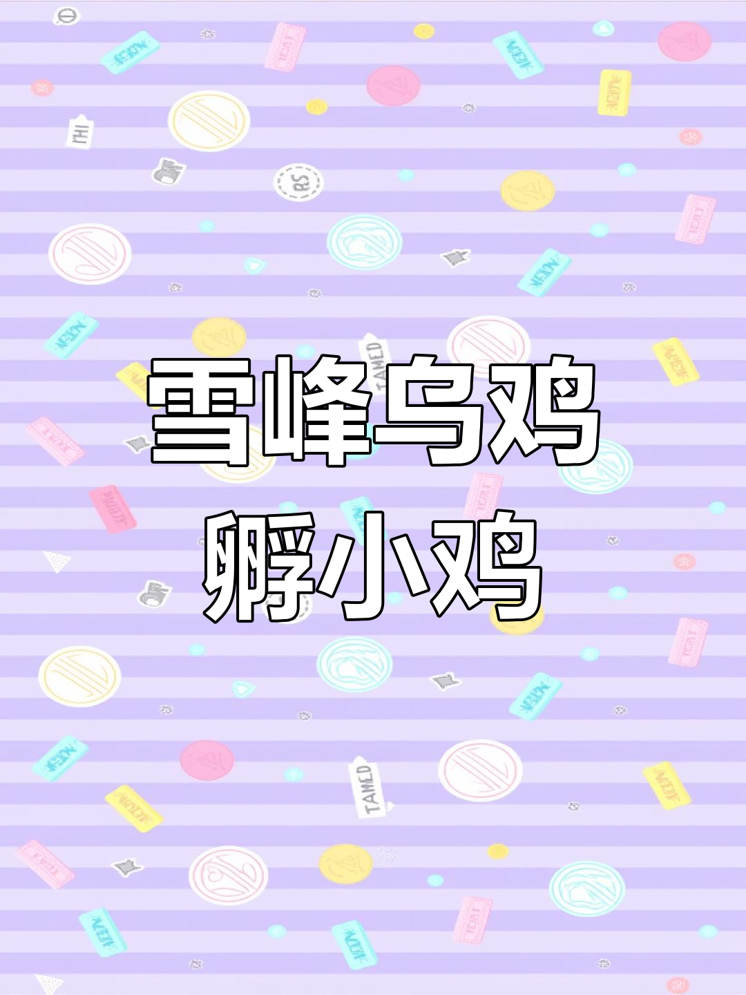 草堆里藏着雪峰乌鸡,孵蛋的场景让人惊讶!