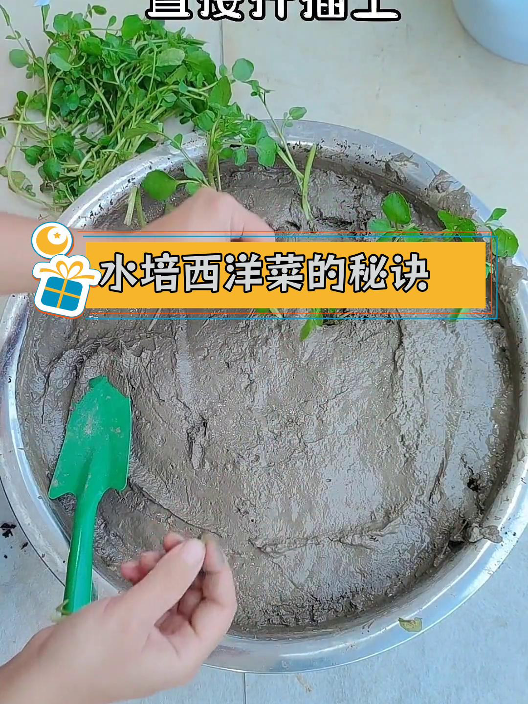 西洋菜水培种植技巧,简单又美味