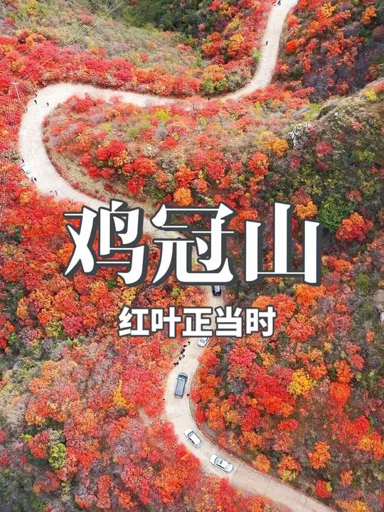 王硇鸡冠山红叶正当时 现在3折优惠门票 秋天短暂红叶的最佳观赏期仅一周的时间 小伙伴们错过