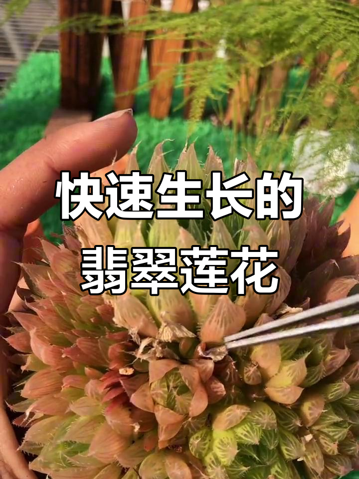 三角琉璃莲，翠绿如玉，生长迅速，轻松栽培