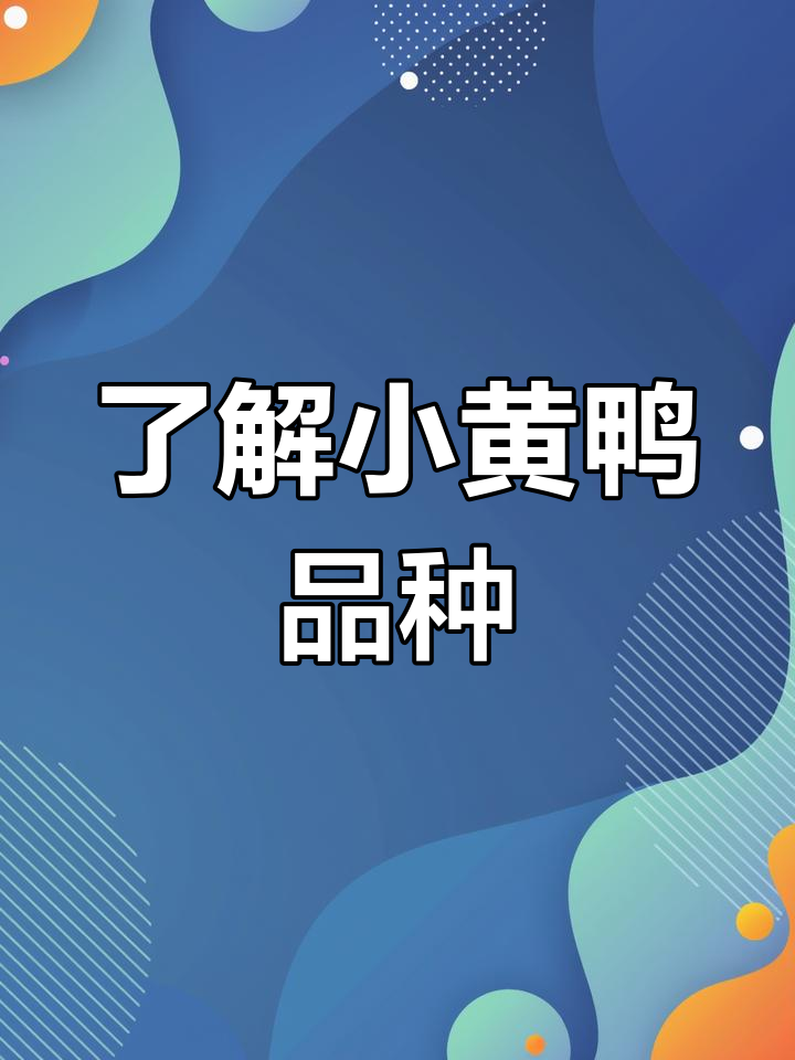 小黄鸭品种揭秘:柯尔鸭与家鸭的混血,适合家庭饲养