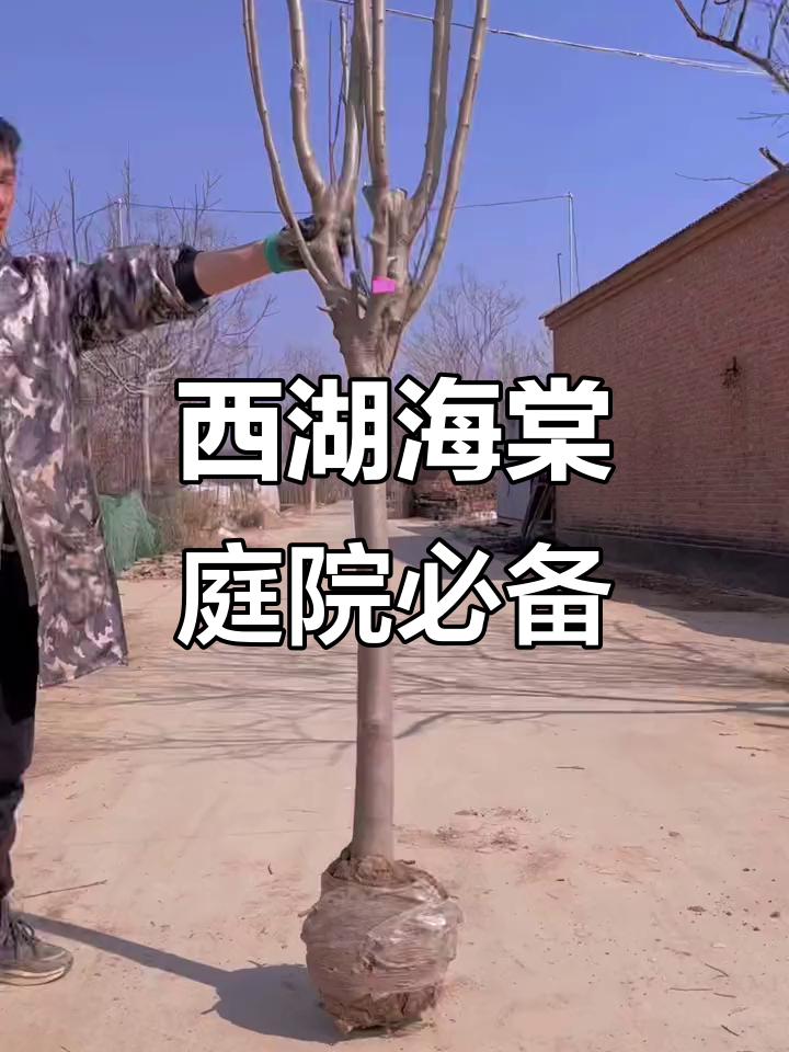 西湖海棠:耐寒抗病,庭院种植首选