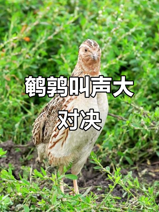 野生鹌鹑叫声大比拼,斗鹌鹑现场超有趣