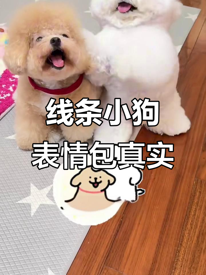 线条小狗表情包竟然这么真实,两只狗狗的互动太可爱了