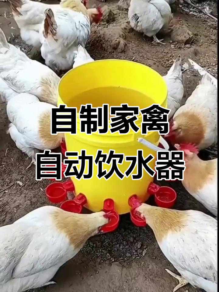鸡鸭鹅自动饮水器DIY,简单又实用