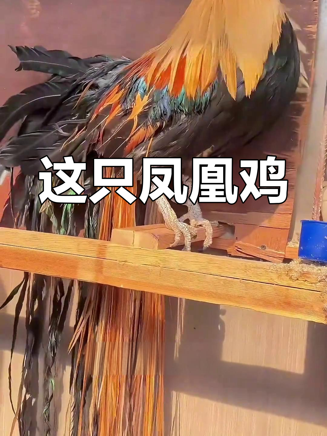 像凤凰一样飞起,这只鸡太神奇了!