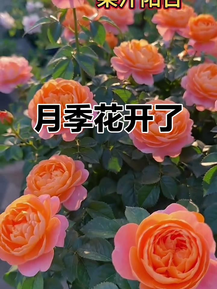 每天早晨的玫瑰与书香,月季花开美不美?