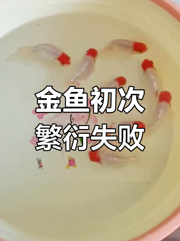 首次金鱼繁殖失败,数千枚鱼卵能孵化吗?