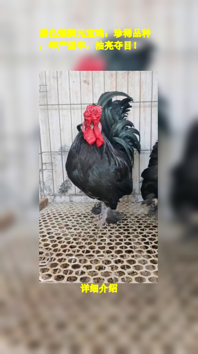 黑色矮脚元宝鸡:珍稀品种,年产蛋丰,油亮夺目!