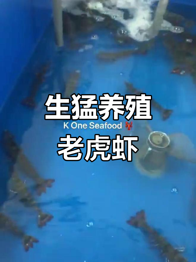 养殖老虎虾,生猛来袭!