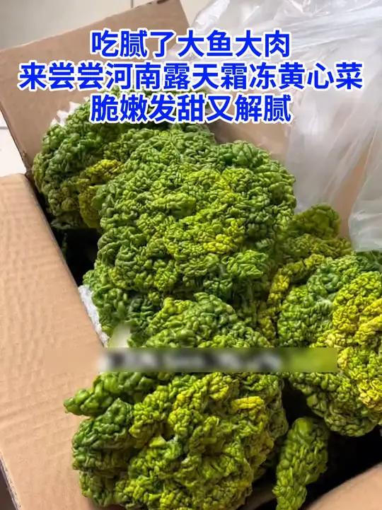 吃腻了大鱼大肉,来尝尝河南露天霜冻黄心菜,脆嫩发甜又解腻