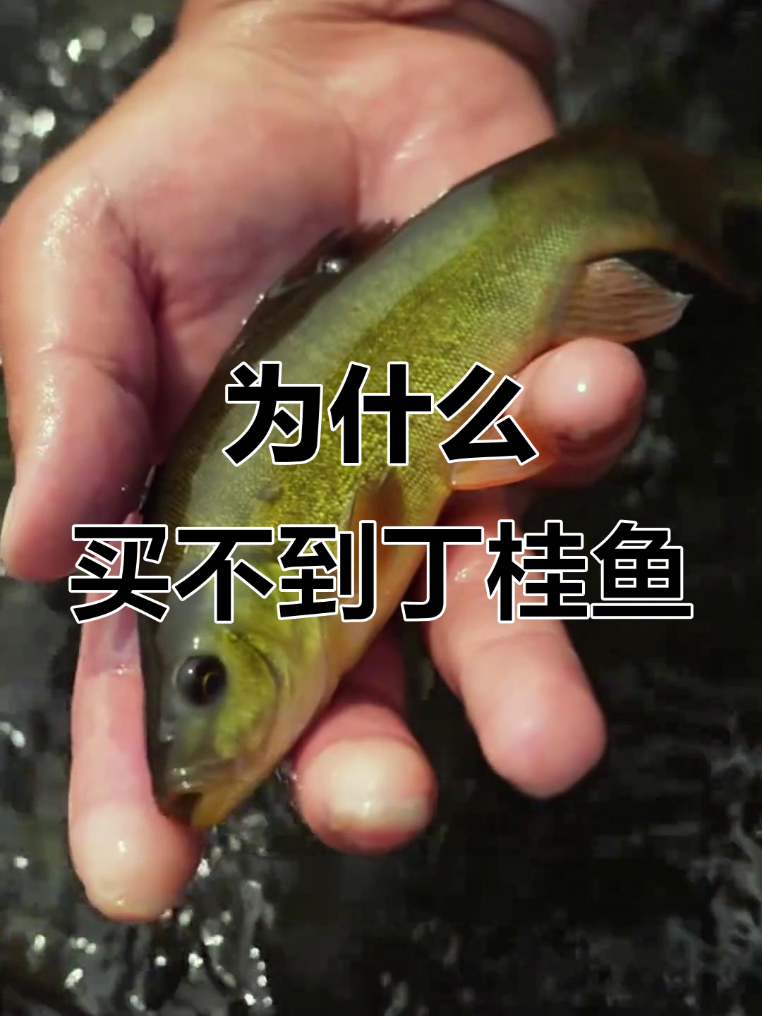丁桂鱼为何难寻?野生资源稀缺与养殖难度大揭秘