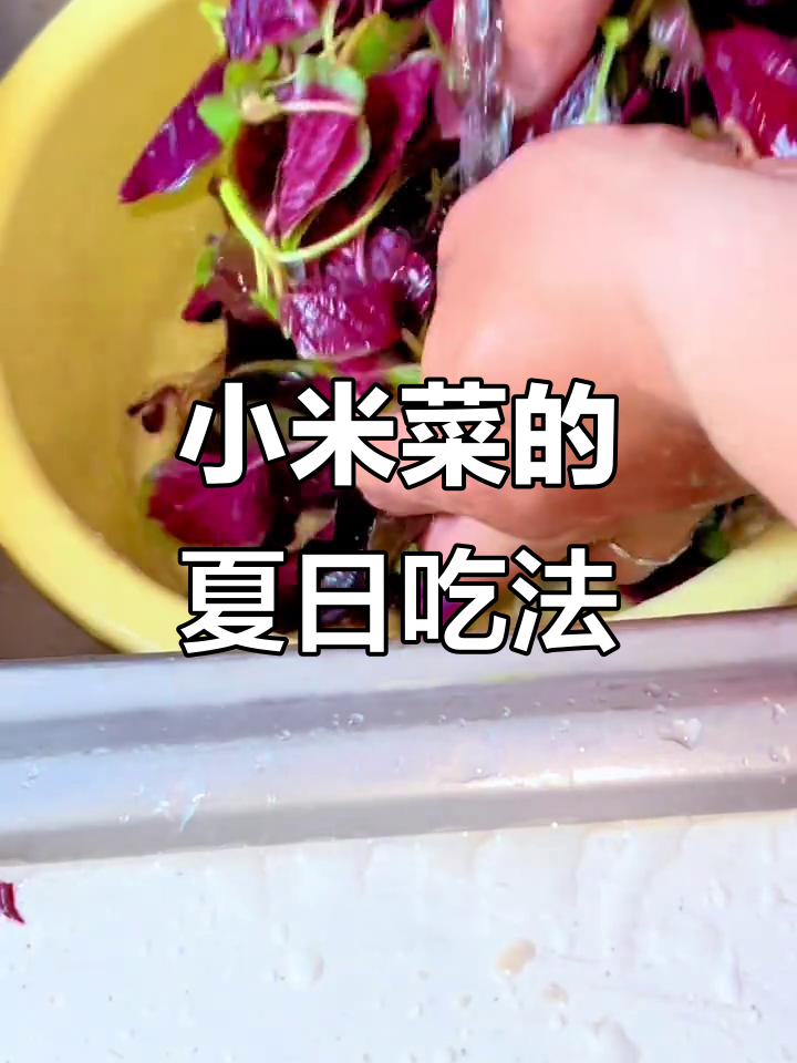 夏季最爱小米菜,蘸水调味更美味