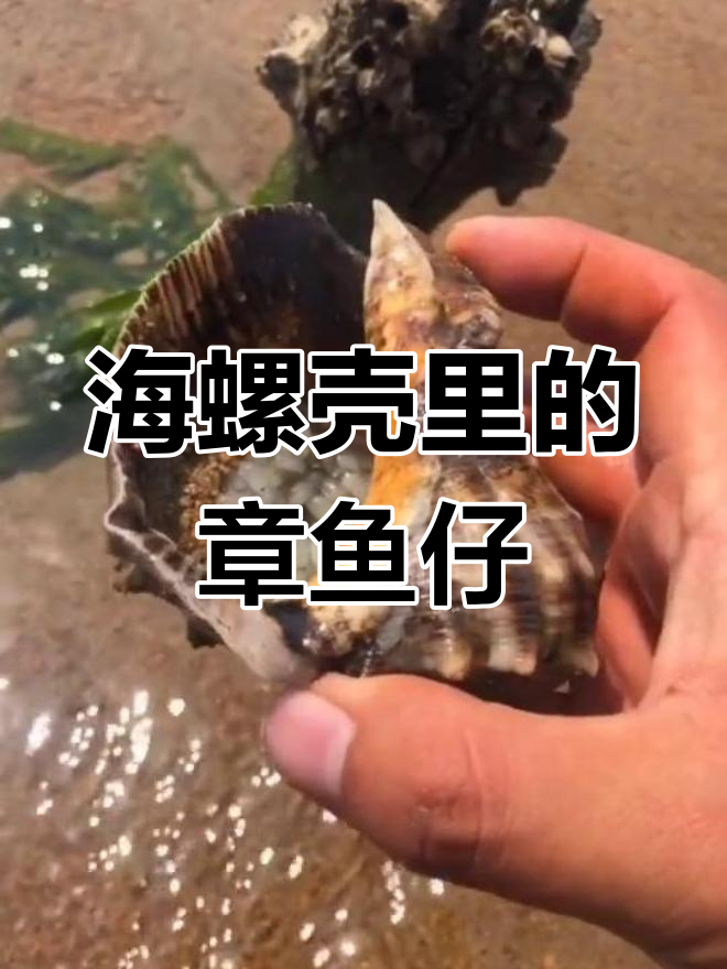 抖音首次发现八抓鱼宝宝,成千上万章鱼仔超萌