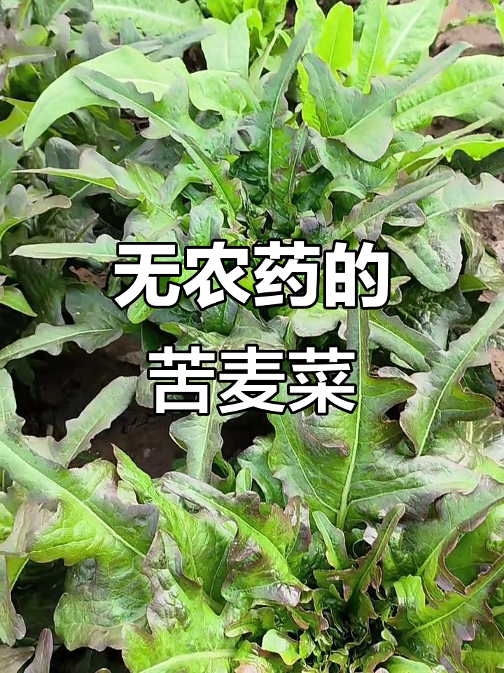 苦麦菜到底有多好吃?纯天然无农药,嫩得让人惊艳!