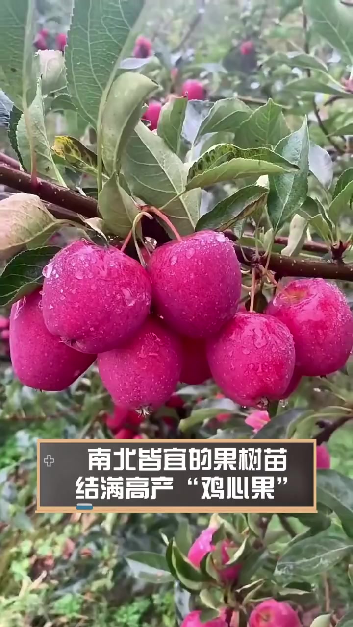 南北皆宜的果树苗,结满高产“鸡心果”