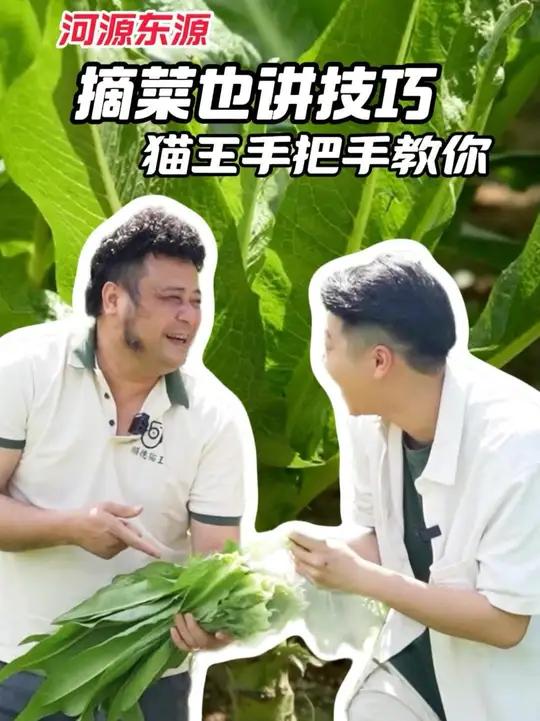 原来摘菜也讲技巧?让猫王手把手教你~