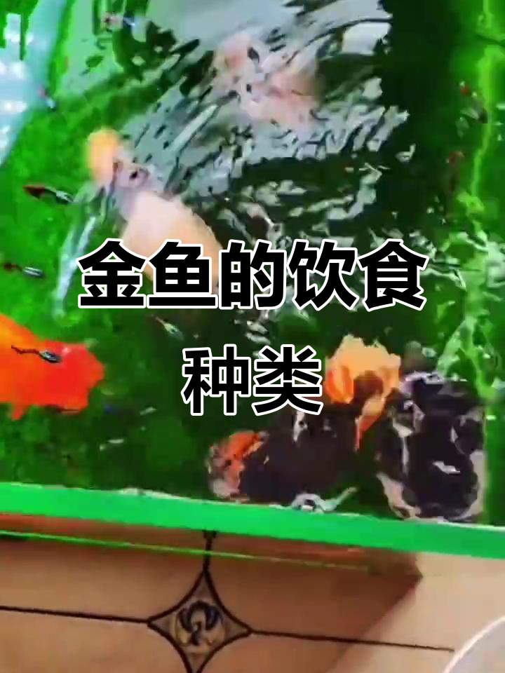 金鱼能吃什么?三大类食物全解析