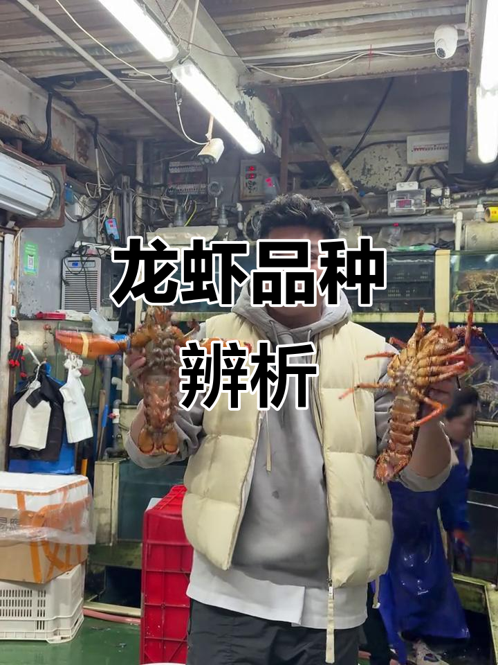 龙虾种类大揭秘,波龙与澳龙的差别你知道吗?