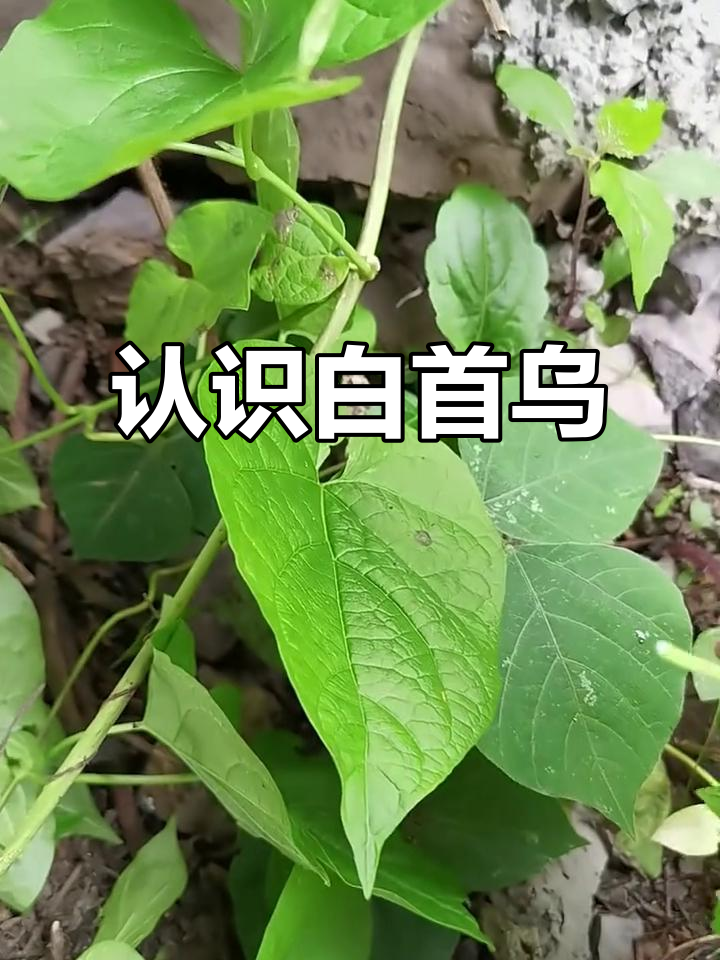 白首乌:南方人参的秘密与使用方法