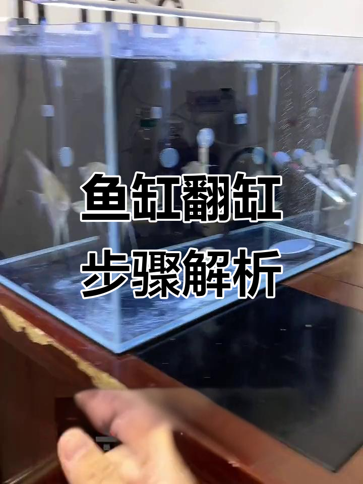 鱼缸翻缸全攻略:造景、底砂清洗与加入元素