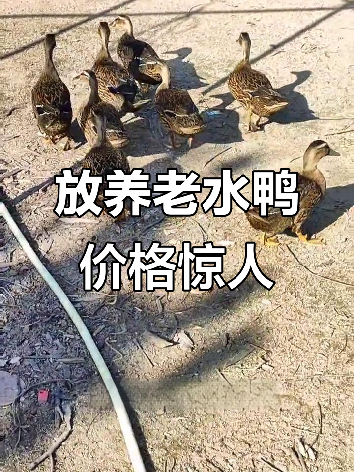 乡村养殖水鸭,两斤卖160-180元!放养老水鸭炖汤美味