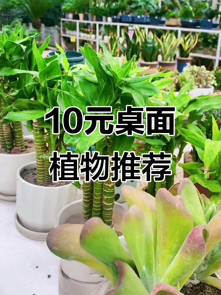 桌面绿植推荐,十元花卉盆栽大放送