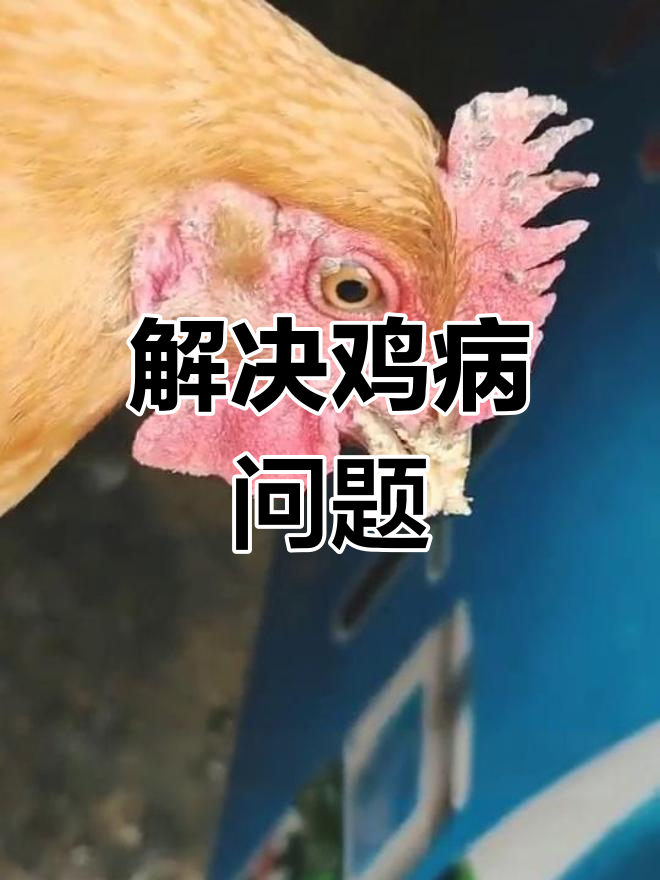 鸡群出现黑色结痂?轻松解决!