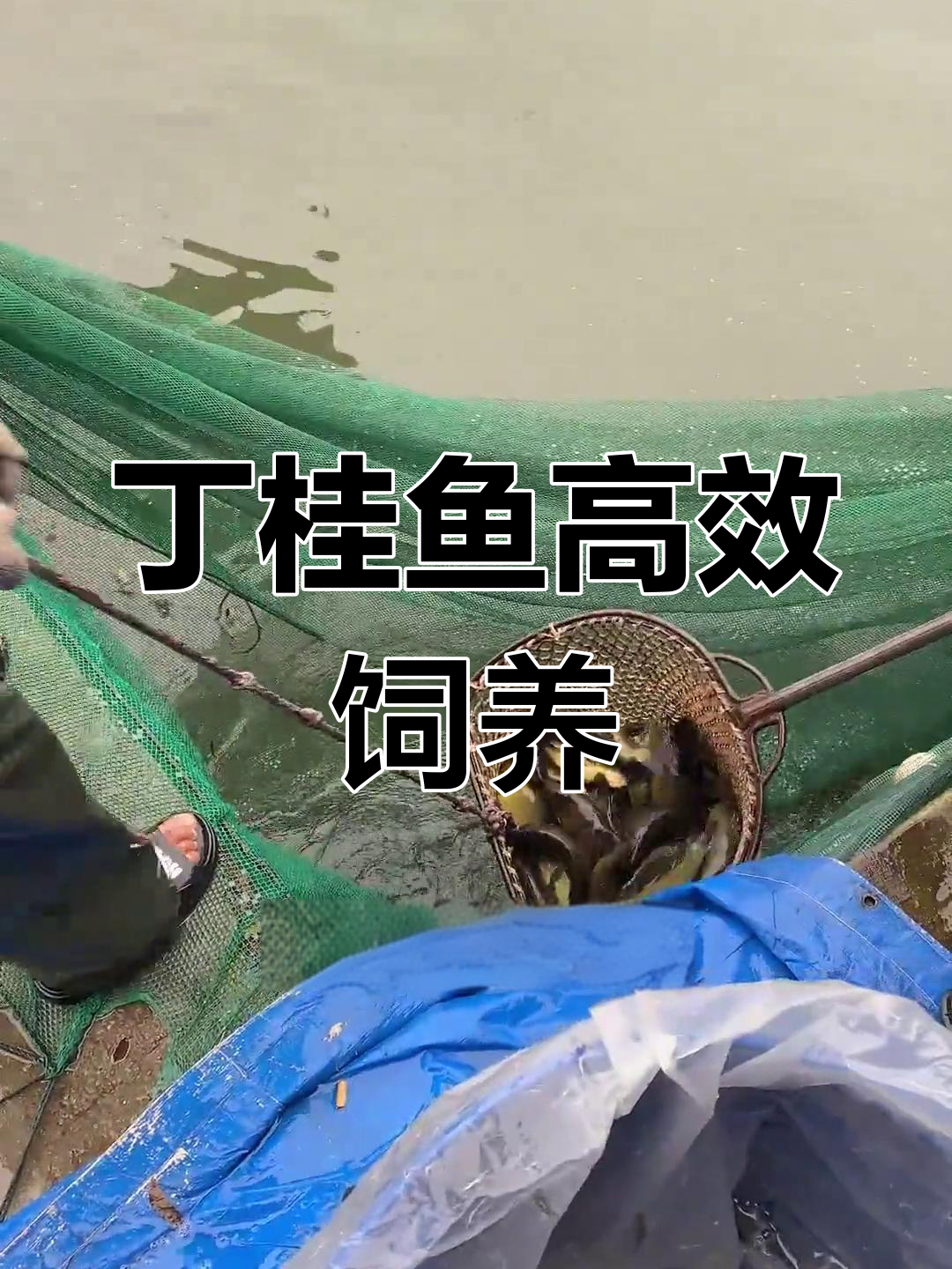 丁桂鱼养殖技巧:适应性强,水质不挑