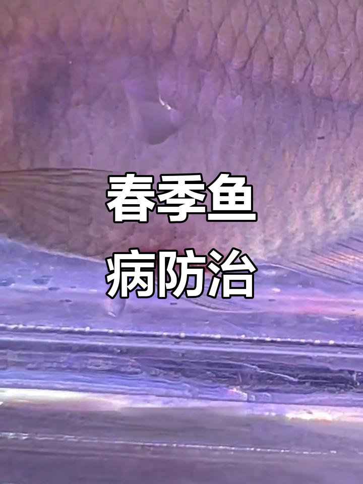 春季鱼病频发,金边鳑鮍肚子烂了?教你如何治疗!