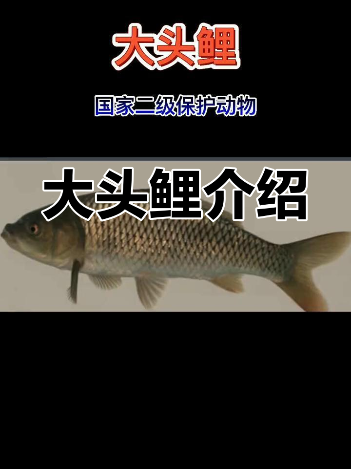 国家二级保护动物大头鲤,了解这种珍稀鱼类